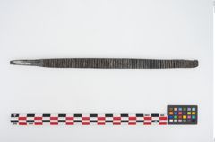 Foto von Bronzeraspel (NHMW-PRAE-025825)